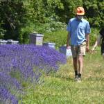 Greg Hughes and Stephanie Lowe of Seattle take in some of the lavender scenery and beehives at Jardin du Soleil on July 19. It was their first time to the farm, and they heard about Sequim lavender farms remaining open on the radio. Sequim Gazette photo by Matthew Nash