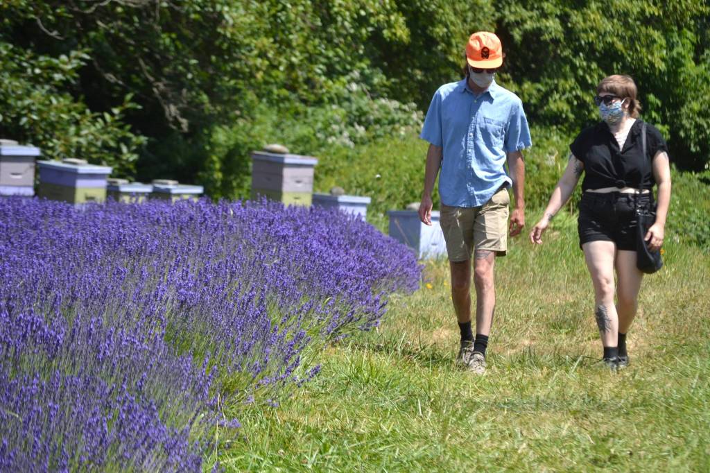 Greg Hughes and Stephanie Lowe of Seattle take in some of the lavender scenery and beehives at Jardin du Soleil on July 19. It was their first time to the farm, and they heard about Sequim lavender farms remaining open on the radio. Sequim Gazette photo by Matthew Nash