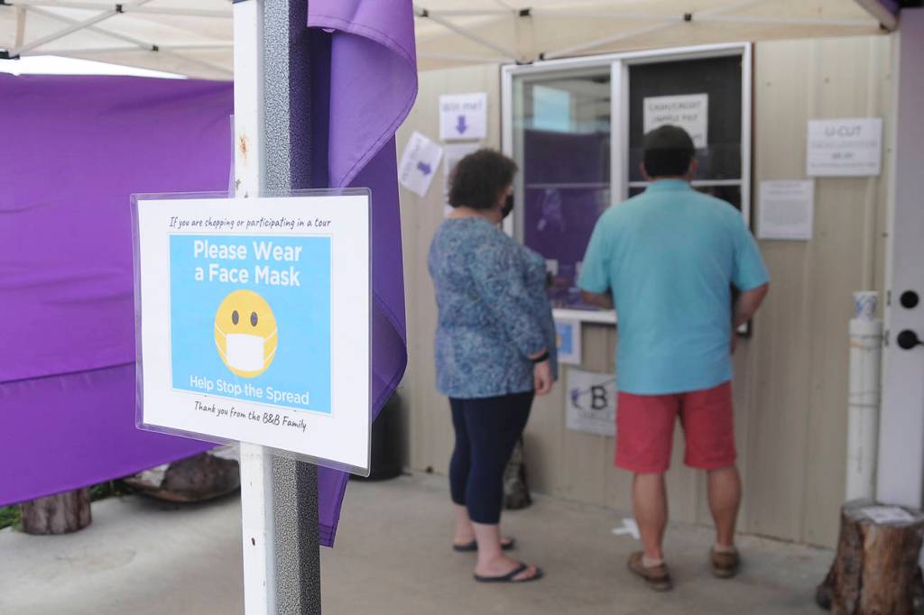 Plenty of health precautions and signage were apparent at B&B Family Lavender Farm and other lavender farms in preparation for the typically tourist-heavy mid-July weekend. Sequim Gazette photo by Michael Dashiell