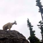 A mountain goat stands on the flanks of Mount Ellinor in the southeast corner of the Olympic Mountains in this July 11 file photo. Photo by Rob Ollikainen/Olympic Peninsula News Group