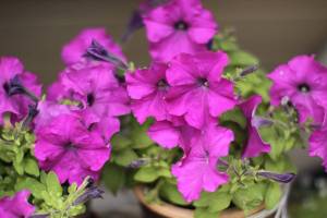 Get It Growing: August in the garden