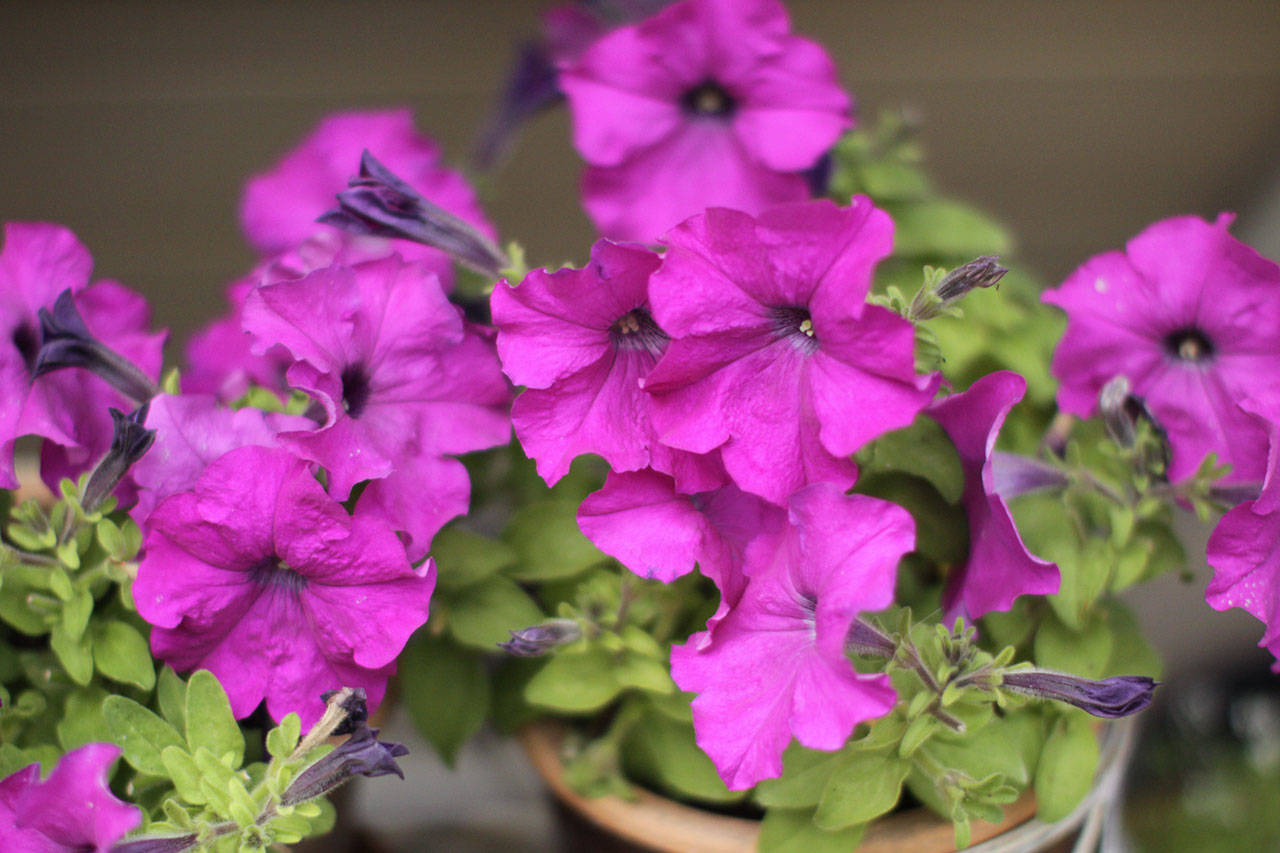 Get It Growing: August in the garden