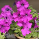 Get It Growing: August in the garden