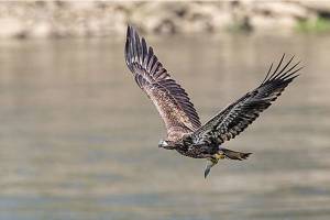 Bird Tales: Feathers