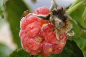 Get It Growing: The small spotted wing drosophila can cause big problems