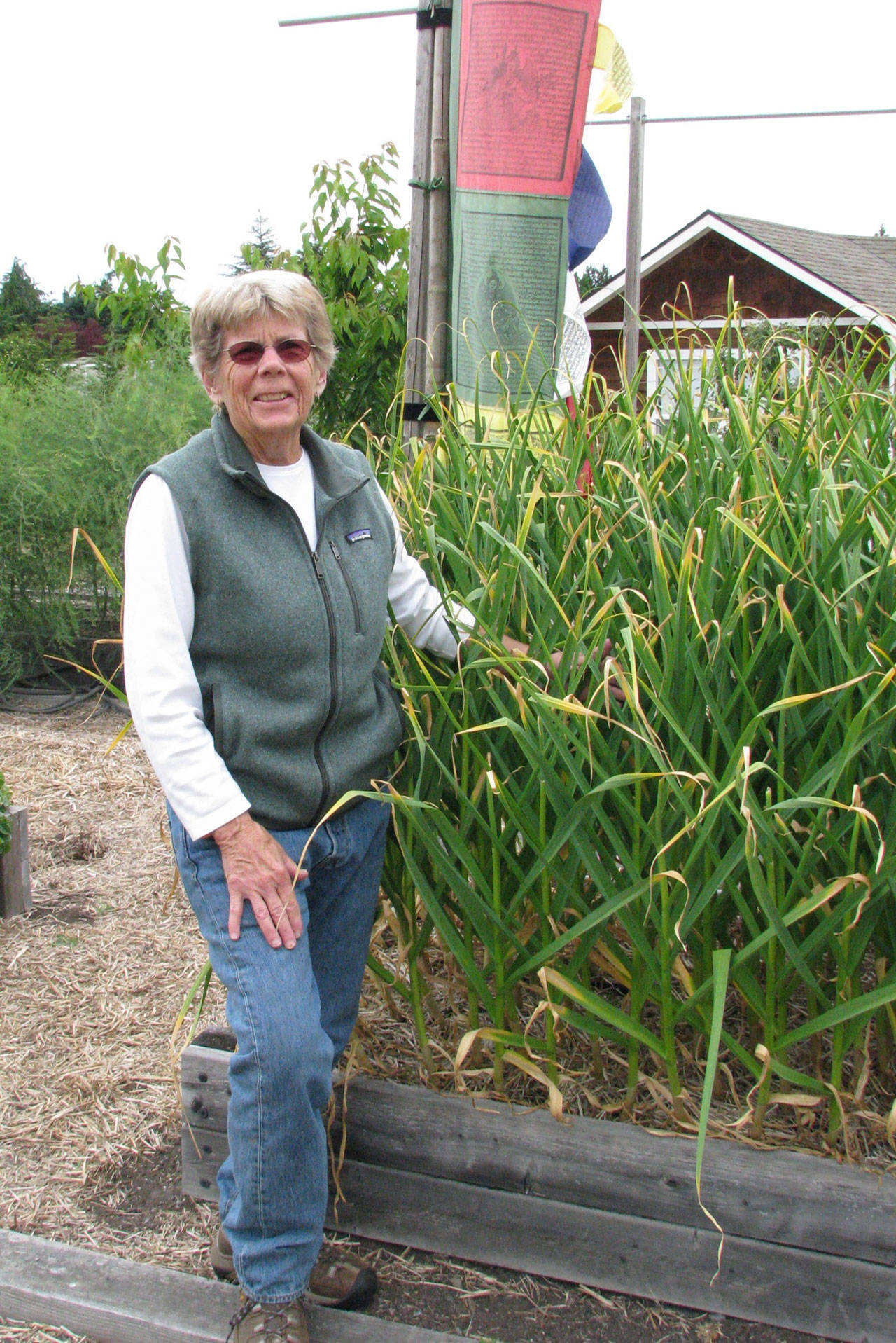 Local Master Gardener Pam Larsen presents Growing Great Organic Garlic on Aug. 13, live-streaming with the Zoom platform. Submitted photo
