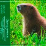 Get NOLS library cards at curbside service