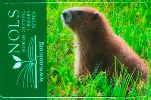 Get NOLS library cards at curbside service