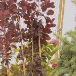 Get It Growing: Plan, purchase, prepare and plant in fall