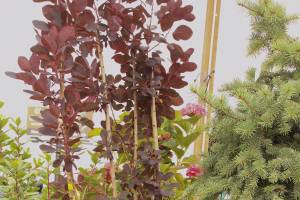 Get It Growing: Plan, purchase, prepare and plant in fall