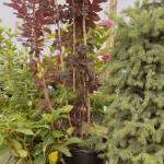 Wait for cool weather in late summer/early fall to plant perennials, shrubs and trees. Photo by Sandy Cortez