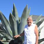After buying this agave years ago, it grew from the size of a baseball to nearly as tall as Isobel Johnstons roof. Shes unsure if she wants it to bloom because then it would die. Sequim Gazette photo by Matthew Nash