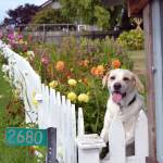 Tucker, a lab/Pyrenees, greets visitors to Mikel Townsleys flower stand in Dungeness with a big smile. Prior to moving into the home, Townsley said one of her priorities was having a fence for her dog to roam in. Sequim Gazette photo by Matthew Nash