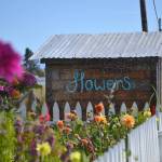 Ryan and Tom Schaafsma helped Mikel Townsley build her flower stand this summer in exchange for a fresh bouquet each week for Ryans vacation rental by owner. Sequim Gazette photo by Matthew Nash