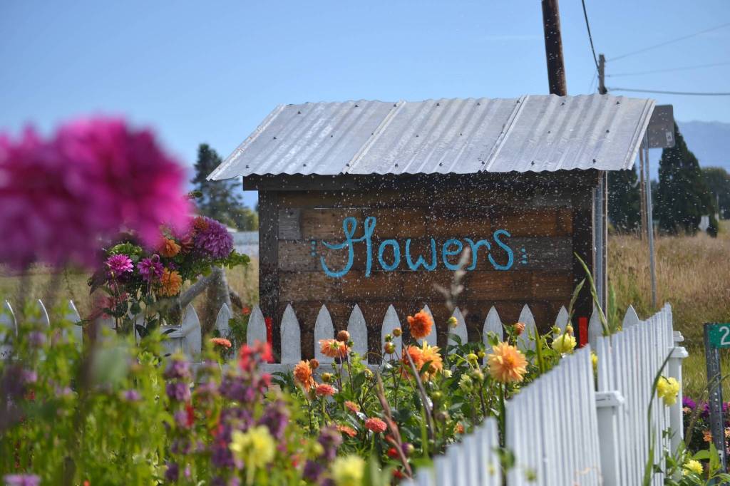Ryan and Tom Schaafsma helped Mikel Townsley build her flower stand this summer in exchange for a fresh bouquet each week for Ryans vacation rental by owner. Sequim Gazette photo by Matthew Nash