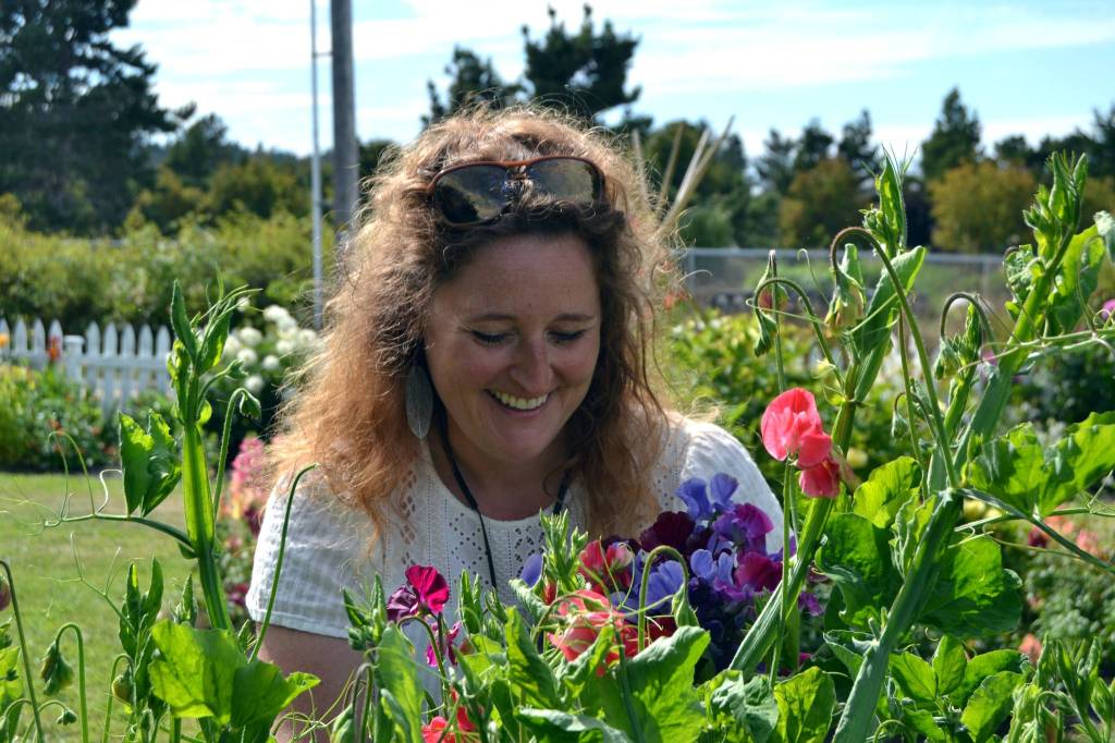 Sweet peas and dahlias are two of Mikel Townsleys favorites in her Dungeness garden. She sells bouquets with sales helping with some of her expenses for obtaining her social work Masters degree. Sequim Gazette photo by Matthew Nash