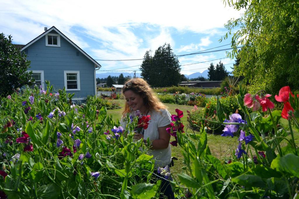 Sweet peas and dahlias are two of Mikel Townsleys favorites in her Dungeness garden. She sells bouquets with sales helping with some of her expenses for obtaining her social work Masters degree. Sequim Gazette photo by Matthew Nash