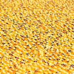 Lucky duck: Sequim man wins car in annual derby