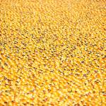 Lucky duck: Sequim man wins car in annual derby