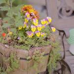 Get It Growing: September in the garden