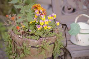 Get It Growing: September in the garden