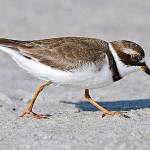 Bird Tales: The shorebird’s tale