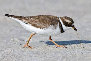 Bird Tales: The shorebird’s tale