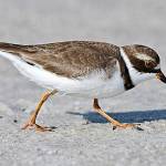 The Semipalmated Plover, who nests in the subarctic and winter in widespread coastal areas, are visitors to our region. Photo by Steven Kent/Audubon Photography Awards