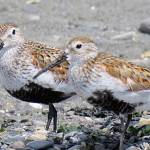 More than 40 species of shorebirds, such as these Dunlin, come to the Olympic Peninsula. Photo by Judith White