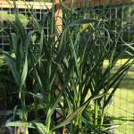 Garlic comes in dozens of varieties, in either hardneck or softneck form. Photo by Sandy Cortez
