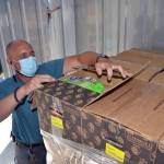 Andrew Zeppa, warehouse manager for the Sequim Food Bank, looks inside one of hundreds of food boxes ready for Wednesday distribution at Trinity United Methodist Church as part of the COVID-19 Food Relief program. Sequim Gazette photo by Matthew Nash                                Andrew Zeppa, warehouse manager for the Sequim Food Bank, looks inside one of hundreds of food boxes ready for Wednesday distribution at Trinity United Methodist Church as part of the COVID-19 Food Relief program. Sequim Gazette photo by Matthew Nash