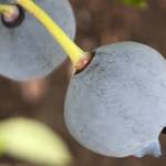 Get It Growing: Got blah-berries?