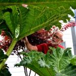 Larry Ormbrek takes a closer look at one of the leaves of his gunnera plant. He said theyve made a table from a leaf before using concrete and an online guide. Sequim Gazette photo by Matthew Nash
