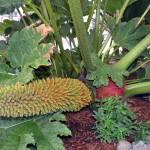 Gunnera plants require a lot of moisture and soggy soil. In the winter, the Ormbreks cover their plant with some of its leaves to protect it from frost. Sequim Gazette photo by Matthew Nash