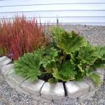 While one of their gunnera plants is more than seven feet tall, the Ormbreks say their second gunnera plant hasnt been as successful on the other side of their home. Sequim Gazette photo by Matthew Nash