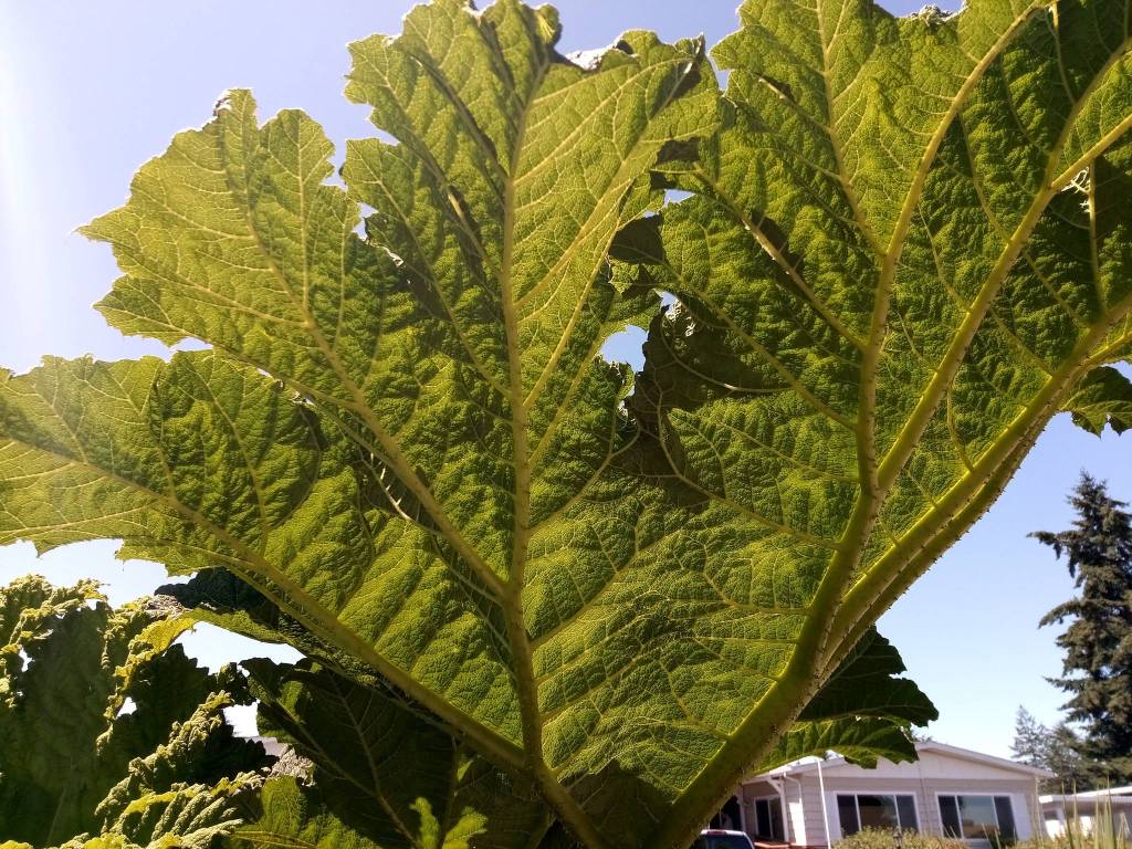 Gunnera like sunlight but also require a lot of moisture and soggy soil to thrive, gardeners say. Photo courtesy of Larry and Susie Ormbrek