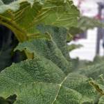 Gunnera plants require a lot of moisture and soggy soil. In the winter, the Ormbreks cover their plant with some of its leaves to protect it from frost. Sequim Gazette photo by Matthew Nash