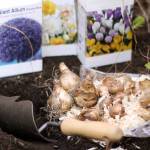 For Pacific Northwest gardens, September is the earliest time to plant bulbs, October the latest. Photo by Sandy Cortez