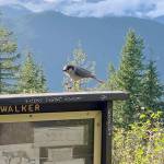 Rob Ollikainen/Peninsula Daily NewsA bird lands on a sign at Mount Walker.