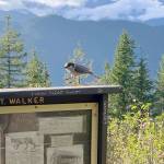 A bird lands on a sign at Mount Walker during a hike Sunday, Sept. 20. Photo by Rob Ollikainen/Olympic Peninsula News Group