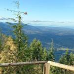 A bird takes flight from Mount Walkers north viewpoint Sunday, Sept. 20, 2020. Photo by Rob Ollikainen/Olympic Peninsula News Group