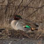 A green-winged teal in resplendent breeding colors. Photo by Judith White