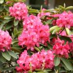 Though not indestructible, rhododendrons are  with a few specific conditions  relatively easy to grow and maintain. Photo by Sandy Cortez