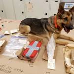 Narcotic Detection K-9 Kira from the Suquamish Police Department is pictured with drugs OPNET detectives said they seized during the arrest of a Sequim man. Photo courtesy of Olympic Peninsula Narcotics Enforcement Team