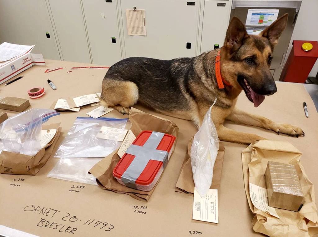 Narcotic Detection K-9 Kira from the Suquamish Police Department is pictured with drugs OPNET detectives said they seized during the arrest of a Sequim man. Photo courtesy of Olympic Peninsula Narcotics Enforcement Team
