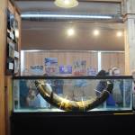 Sequim Museum & Arts remains open by appointment to see the Manis mastodon tusk, as seen here at the centers grand opening in July 2019. Call 360-681-2257 or email SequimMuseum@olypen.com for an appointment. Sequim Gazette file photo by Michael Dashiell