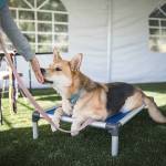 Above: A Petco grant helped Olympic Peninsula Humane Society establish a tent and generator to help house overflow animals and keep the agency operating in the case of an emergency. Left: Angel ONeal, a veterinarian assistant with Olympic Peninsula Humane Society, works with a new kitten resident waiting for adoption. Photos courtesy of Olympic Peninsula Humane Society
