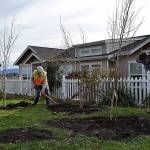 City of Sequim Public Works employees, from left, Gary Butler, Roger Gilchrist, and Ryan Loghry plant birch trees on Nov. 20 as part of the citys celebration of Arbor Day. Sequim Gazette photo by Matthew Nash