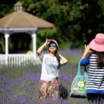 In summer, Martha Lane Lavenders fields are full of Sequims popular plants and people. Friends of the farm hope a GoFundMe will help owners recover after two burglaries. Sequim Gazette file photo by Matthew Nash
