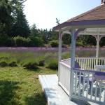 Martha Lane Lavenders gazebo is a mainstay for visitors to snap selfies and admire the surrounding fields. Last week, its owners reported two burglaries of the farms essential oils for products, and various farm equipment. Sequim Gazette file photo by Conor Dowley.